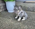 Small #4 French Bulldog