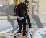 Small Photo #25 Poodle (Standard) Puppy For Sale in SAND SPRINGS, OK, USA
