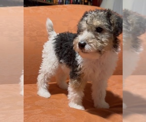 Wire Fox Terrier Puppy for sale in CROPWELL, AL, USA