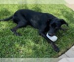 Small Photo #2 Plott Hound-Pointer Mix Puppy For Sale in Lake Forest, CA, USA