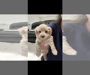 YorkiePoo Puppy for sale in MURFREESBORO, TN, USA