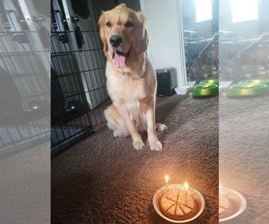 Mother of the Golden Retriever puppies born on 01/24/2025