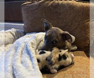 American Pit Bull Terrier-Unknown Mix Dogs for adoption in Oklahoma City, OK, USA