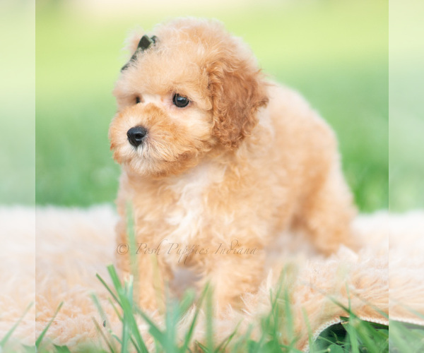 Medium Photo #53 Poodle (Toy) Puppy For Sale in WARSAW, IN, USA