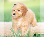 Small #3 Poodle (Toy)