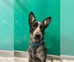 Small Australian Shepherd Mix
