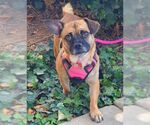Small #3 Pug Mix