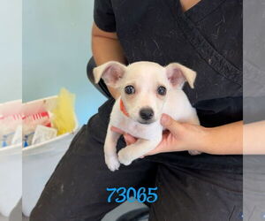 Chihuahua-Unknown Mix Dogs for adoption in Chico, CA, USA