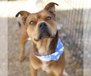 American Staffordshire Terrier-Unknown Mix Dogs for adoption in San Antonio, TX, USA