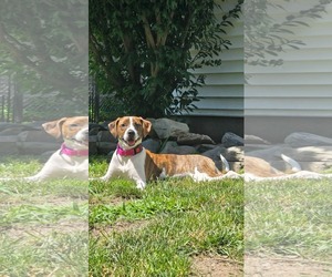 Mutt Dogs for adoption in pomfret, CT, USA