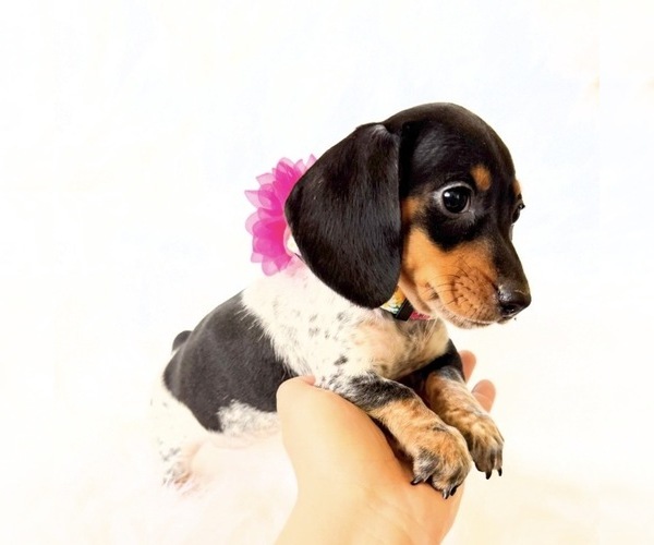 Medium Photo #8 Dachshund Puppy For Sale in DAVIS, CA, USA