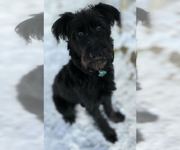 Medium Photo #1 Labradoodle Puppy For Sale in Clarkston, MI, USA