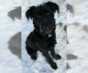 Labradoodle Dogs for adoption in Clarkston, MI, USA