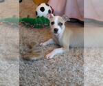 Small #5 Chihuahua Mix