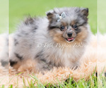 Small Photo #85 Pomeranian Puppy For Sale in WARSAW, IN, USA
