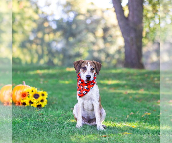 Medium Photo #6 Plott Hound-Unknown Mix Puppy For Sale in Unionville, PA, USA