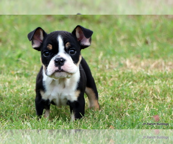 Medium Photo #7 Bulldog Puppy For Sale in WINNSBORO, TX, USA
