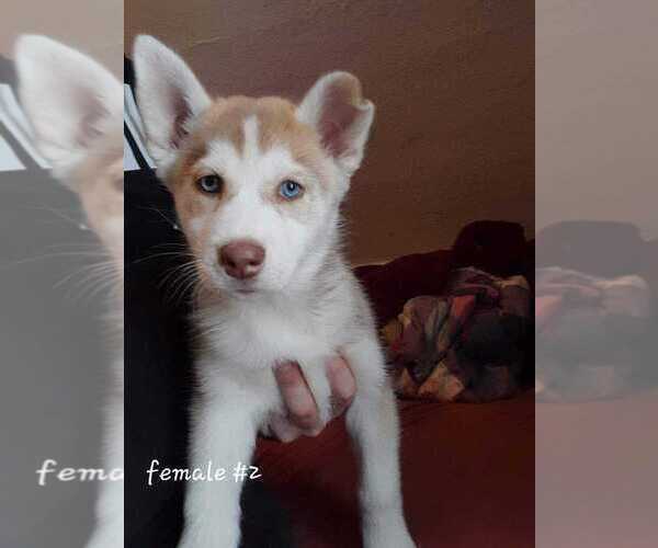 Medium Photo #3 Siberian Husky Puppy For Sale in VIRGINIA, MN, USA
