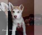 Small Photo #3 Siberian Husky Puppy For Sale in VIRGINIA, MN, USA