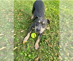 Small #13 American Staffordshire Terrier Mix