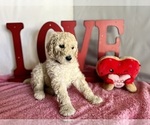 Small Photo #11 Poodle (Standard) Puppy For Sale in PASO ROBLES, CA, USA