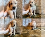 Small Photo #1 Golden Retriever Puppy For Sale in PORTLAND, TN, USA