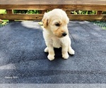Small #1 Goldendoodle