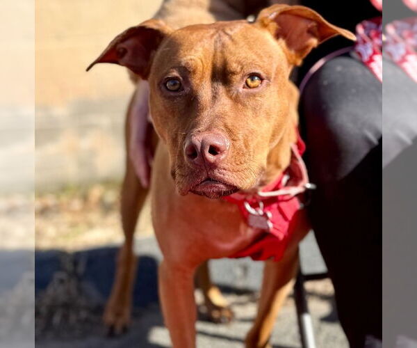 Medium Photo #6 Mutt Puppy For Sale in Canton, CT, USA