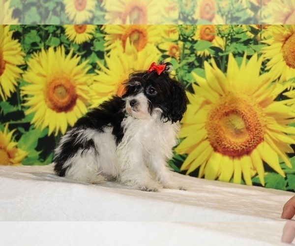 Medium Photo #27 Goldendoodle (Miniature) Puppy For Sale in DYERSBURG, TN, USA