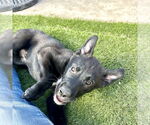 Small #1 Labrador Retriever Mix