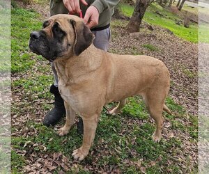 Mastiff Dogs for adoption in Campbell, CA, USA