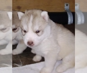Siberian Husky Puppy for sale in KENNEWICK, WA, USA