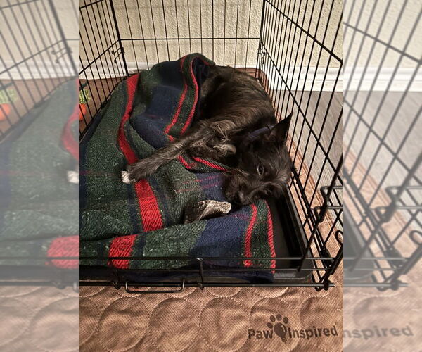 Medium Photo #3 Chihuahua-Unknown Mix Puppy For Sale in Lakewood, CO, USA