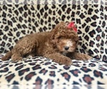 Small #6 Cavapoo