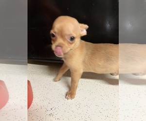 Chihuahua Puppy for sale in SALUDA, SC, USA