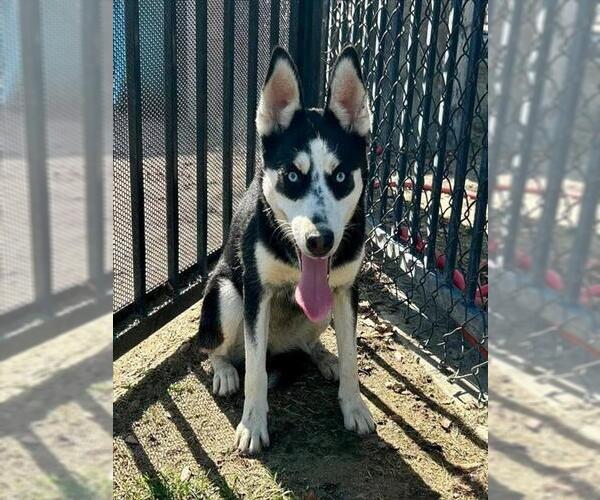 Medium Photo #2 Siberian Husky Puppy For Sale in Riverside, CA, USA