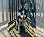 Small #1 Siberian Husky