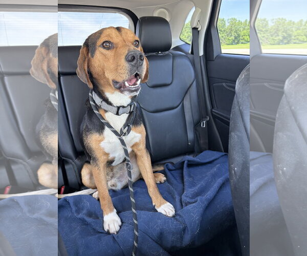 Medium Photo #2 Beagle Puppy For Sale in Brookville, OH, USA