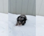 Small #2 Aussiedoodle
