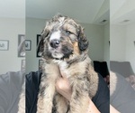 Small #1 Bernedoodle