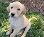 Puppy Polar Bear Golden Retriever