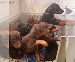 Small Photo #2 Doberman Pinscher Puppy For Sale in VANCOUVER, WA, USA