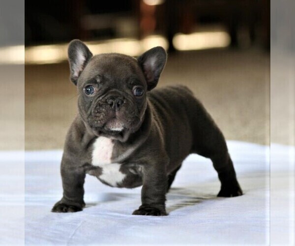 Medium Photo #2 French Bulldog Puppy For Sale in OJAI, CA, USA