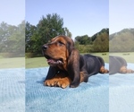 Small Photo #3 Basset Hound Puppy For Sale in PETERSBURG, IN, USA