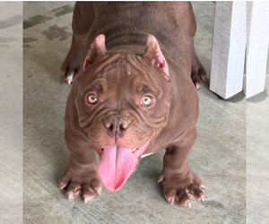 American Bully Puppy for sale in DESERT HOT SPRINGS, CA, USA