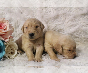 Golden Retriever Puppy for sale in MAGNOLIA, TX, USA