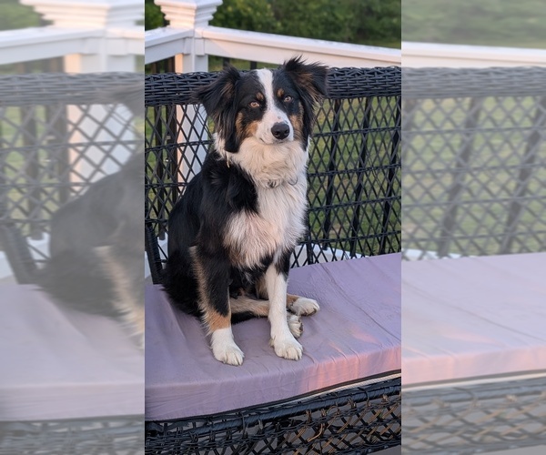 Medium Photo #1 Australian Shepherd Puppy For Sale in WEST UNION, OH, USA