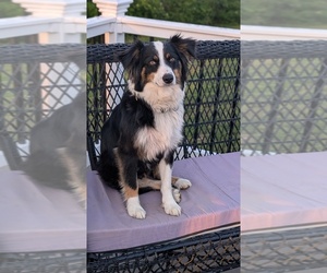 Mother of the Australian Shepherd puppies born on 09/05/2026