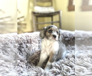 Cavapoo (Miniature) Puppy for sale in ORLANDO, FL, USA