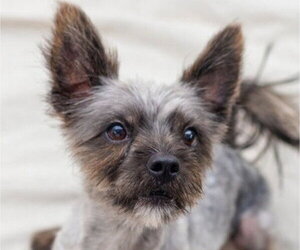 Cairn Terrier-Unknown Mix Dogs for adoption in Canton, CT, USA